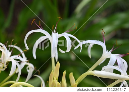 文殊蘭花、日本文殊蘭和常綠文殊蘭 131226847