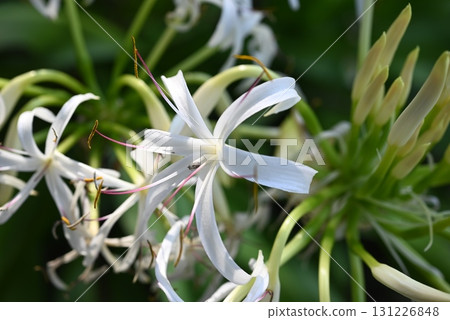 文殊蘭花、日本文殊蘭和常綠文殊蘭 131226848