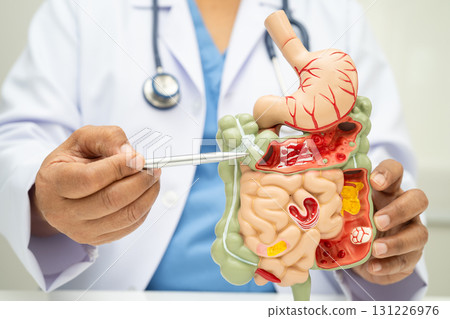 Digestive system with stomach and intestine, Asian doctor holding human anatomy model for study diagnosis and treatment in hospital. 131226976