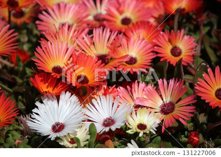 紅色花非洲菊 131227006