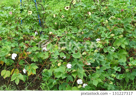 Cotton cultivation Cotton cultivation 131227317
