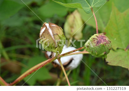 Cotton cultivation Cotton cultivation 131227319