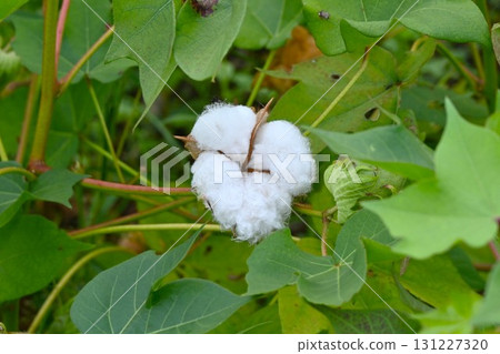 Cotton cultivation Cotton cultivation 131227320