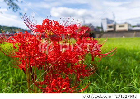 Futamata River Cluster Amaryllis Colony, Futamata Town, Tenryu Ward, Hamamatsu City, Shizuoka Prefecture September 25, 2025 Cluster Amaryllis (Manjushage) Futamata River Cluster Amaryllis Colony, Futamata Town, Tenryu Ward, Hamamatsu City, Shizuoka Prefecture September 25, 2025 Cluster Amaryllis (Manjushage) 131227692