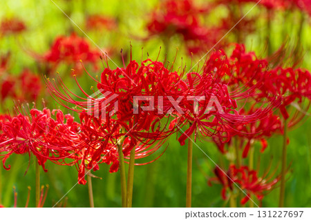 Futamata River Cluster Amaryllis Colony, Futamata Town, Tenryu Ward, Hamamatsu City, Shizuoka Prefecture September 25, 2025 Cluster Amaryllis (Manjushage) 131227697
