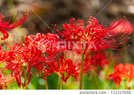 Futamata River Cluster Amaryllis Colony, Futamata Town, Tenryu Ward, Hamamatsu City, Shizuoka Prefecture September 25, 2025 Cluster Amaryllis (Manjushage) 131227698