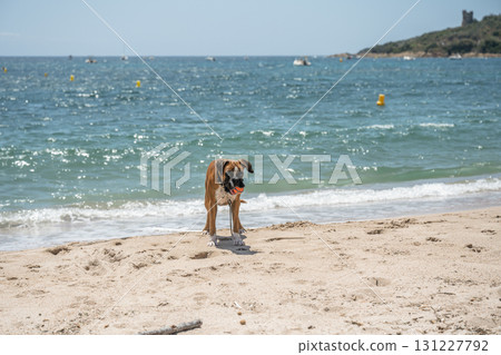 German Boxer Dog plyaing ball at Golf Sagone Corsica France beautyful sand Beach boats mountain village Tourism concept 131227792