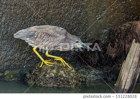 山羊的幼鳥 131228028