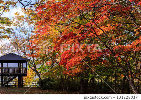 北海道千歲市野鳥森林的紅葉（十月） 131228037