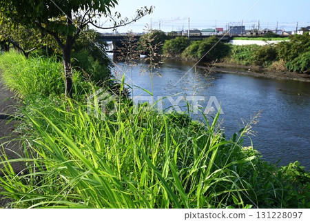 Corn flowers, Western sorghum, and other harmful weeds 131228097