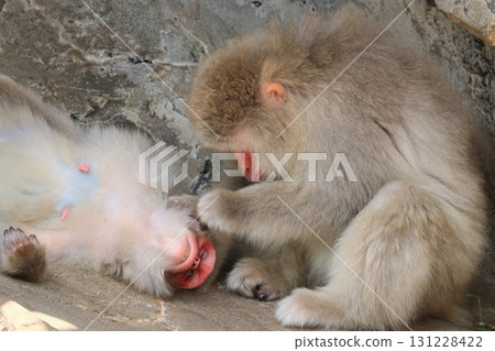 Japanese macaques removing fleas Japanese macaques grooming themselves Japanese macaques removing fleas Japanese macaques grooming themselves 131228422