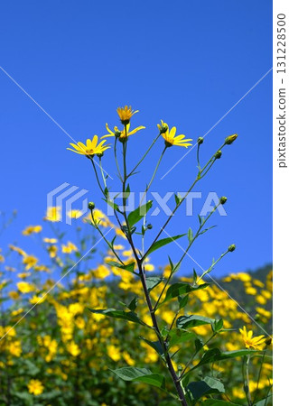 菊芋花、菊芋塊莖等含有菊粉的健康蔬菜 菊芋花、菊芋塊莖等含有菊粉的健康蔬菜 131228500