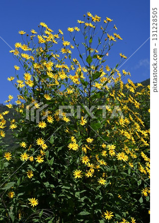 Healthy vegetables containing inulin in Jerusalem artichoke flowers, Jerusalem artichokes, and tubers 131228505