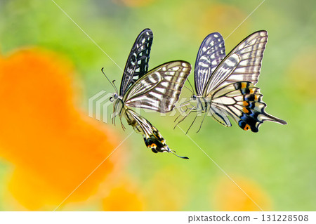 Two swallowtail butterflies flying together Two swallowtail butterflies flying together 131228508