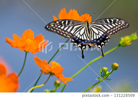 Swallowtail butterfly in a cosmos field Swallowtail butterfly in a cosmos field 131228509