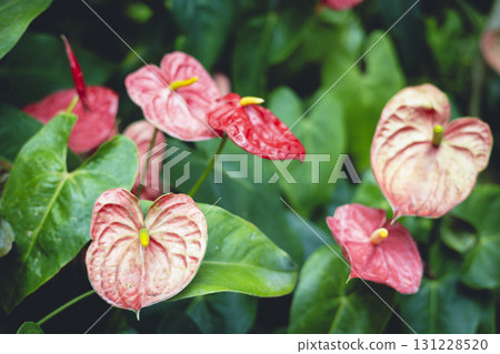 Anthurium flower houseplant 131228520