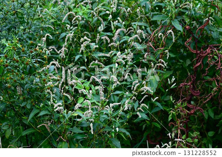 蓼科植物的花,蓼科植物的花,路邊的雜草 蓼科植物的花,蓼科植物的花,路邊的雜草 131228552