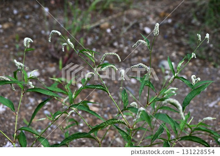 蓼科植物的花，蓼科植物的花，路邊的雜草 131228554