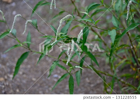 蓼科植物的花,蓼科植物的花,路邊的雜草 蓼科植物的花,蓼科植物的花,路邊的雜草 131228555