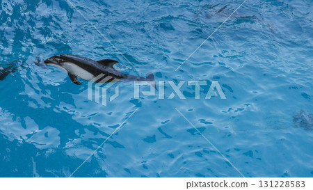 Hakkeijima Sea Paradise: Dolphins swimming in the pool Hakkeijima Sea Paradise: Dolphins swimming in the pool 131228583