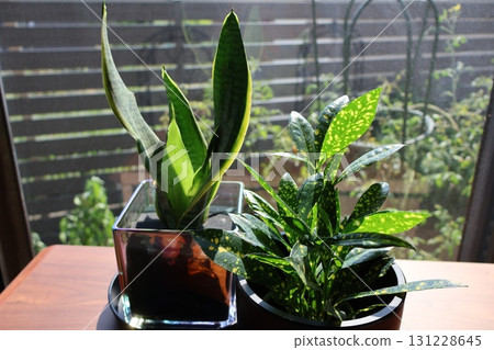 窗台上的巴豆與虎尾蘭室內植物 窗台上的巴豆與虎尾蘭室內植物 131228645
