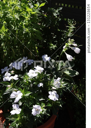 White flowers of sunpatiens and hosta White flowers of sunpatiens and hosta 131228654