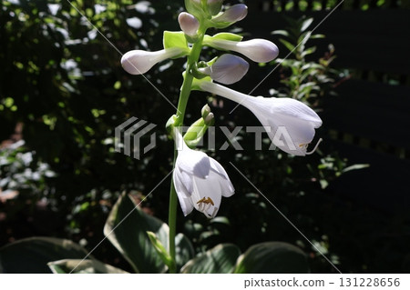 白色玉簪花 白色玉簪花 131228656