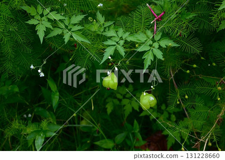 氣球藤花果，氣球藤 131228660