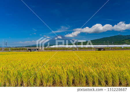 【靜岡縣】收割的稻田、新幹線、富士山 131228687