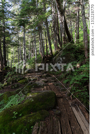 Climbing through the forest: Mount Ontake 131228770