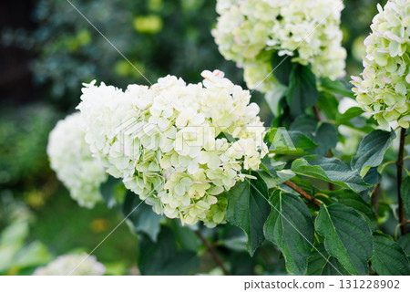 Climbing Hydrangea Polar Bear Blooming on Wooden Wall 131228902