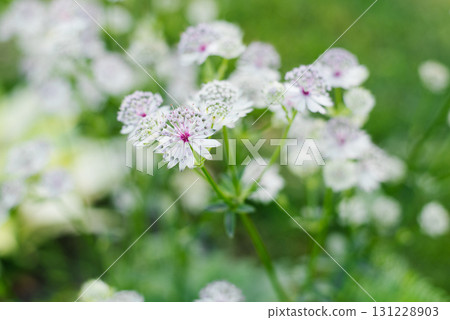 White and pink Astrantia flower in full bloom, close-up 131228903