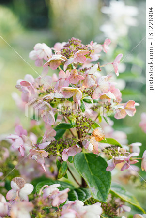 Hydrangea Wim's Red flowers in sunny garden Hydrangea Wim's Red flowers in sunny garden 131228904