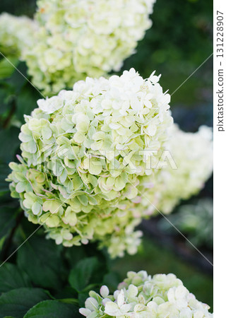 Polar Bear Panicle Hydrangea in Bloom 131228907