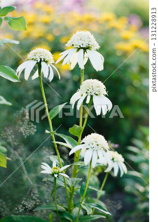 White Merengue Echinacea with green cone 131228913