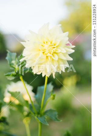 Single yellow dahlia in summer bloom 131228914
