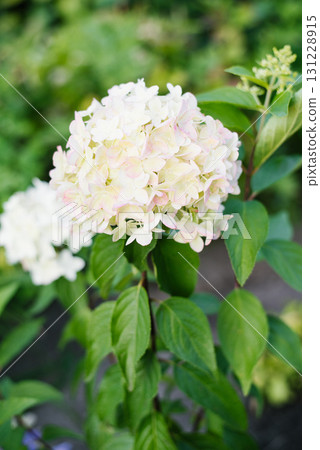 Hydrangea Metallica panicle with early pink hues Hydrangea Metallica panicle with early pink hues 131228915