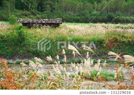 Autumn in Kaida Plateau, Nishino River, abandoned house surrounded by Japanese pampas grass Autumn in Kaida Plateau, Nishino River, abandoned house surrounded by Japanese pampas grass 131229016