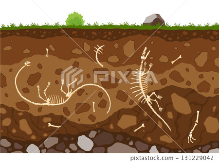 Soil layers with bones. Surface horizons with fossil reptile skeleton, upper layer of earth structure with mixture of organic matter, minerals. Buried lizard bones in dirt and underground clay layer 131229042