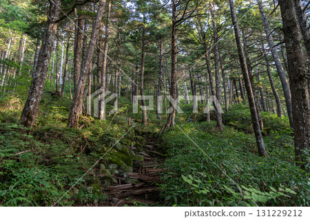 Climbing through the forest: Mount Ontake 131229212