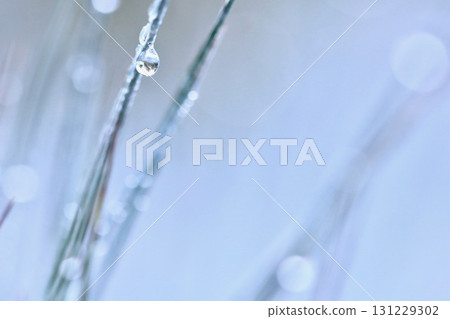 A close-up blades of blue and green grass covered water drops and a delicate layer of white frost, icy texture. A beautiful bokeh-filled background. 131229302