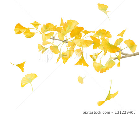 Watercolor illustration of yellow ginkgo trees. Fallen leaves scattered by the wind. Autumn natural material. (Vector) 131229403