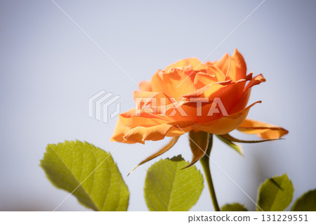 Nature. Orange rose flower for background Nature. Orange rose flower for background 131229551