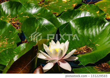 Lotus or water lily in pond Lotus or water lily in pond 131229583