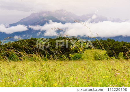 Summer meadow and mountains on horizon. L'Obiou in Alps, France. 131229598