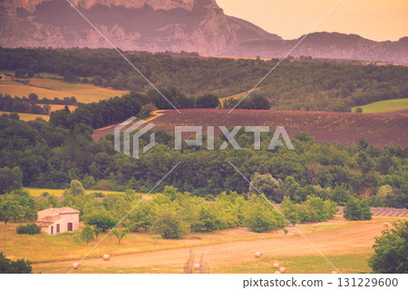 Provence landscape with lavender fields, France Provence landscape with lavender fields, France 131229600