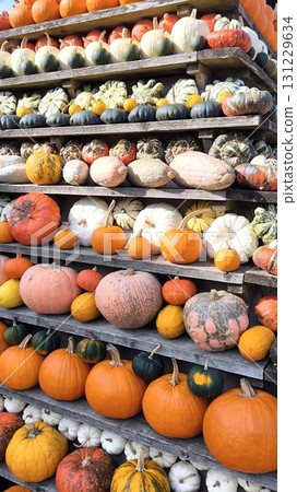 A collection of pumpkins and squashes on wooden shelves 131229634