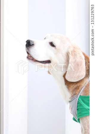 微笑小獵犬 131229763