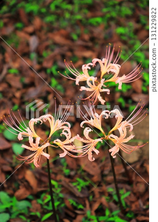 Cluster amaryllis 131229822