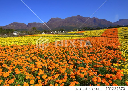 Kuju mountain range and marigold fields (Kuju Town, Taketa City) Kuju mountain range and marigold fields (Kuju Town, Taketa City) 131229870